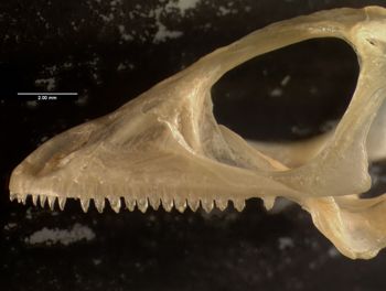 Media type: image;   Herpetology R-131828